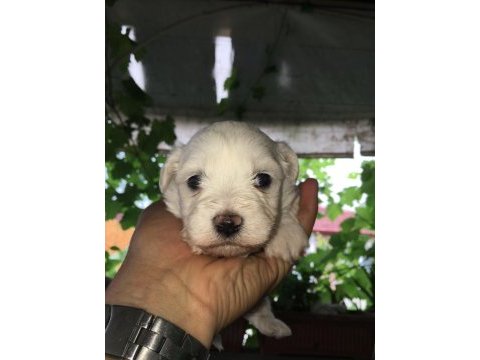 0 numara maltese yavrular