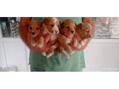 Badem şekerleri maltipoo