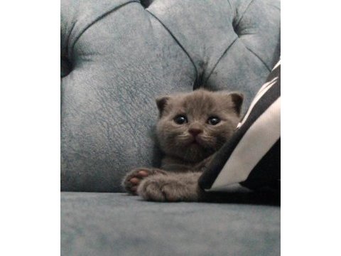 Scottish fold yavrularımız yeni yuvalarını arıyor