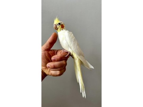 Lutino sultan papağanı yavrusu