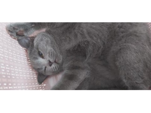 5 aylık yavru scottish fold