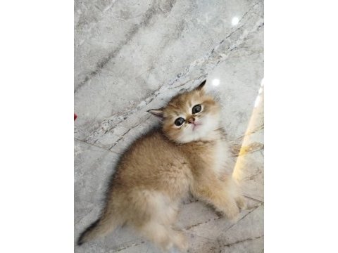 Yaklaşık 3 aylık sevimli british shorthair yavrumuz