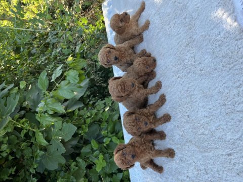 Üst kalite toy poodle bebekler