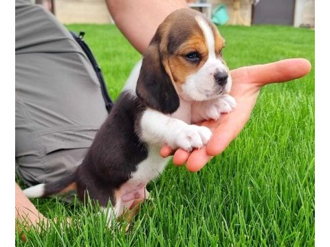 Harika beagle bebekler