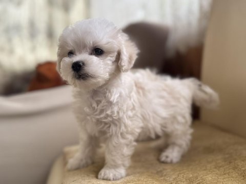 Köpeğimize acil yuva arıyoruz