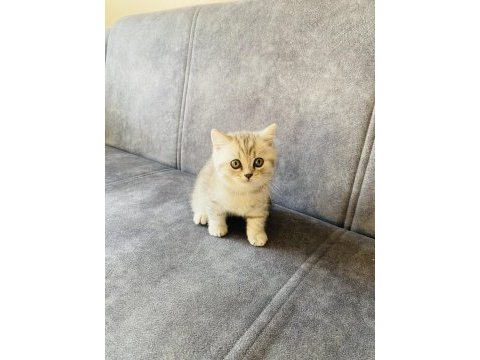 2 aylık dişi british shorthair