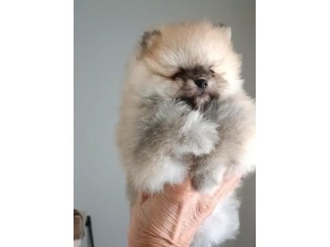 Orijinal pomeranian boo köpeği