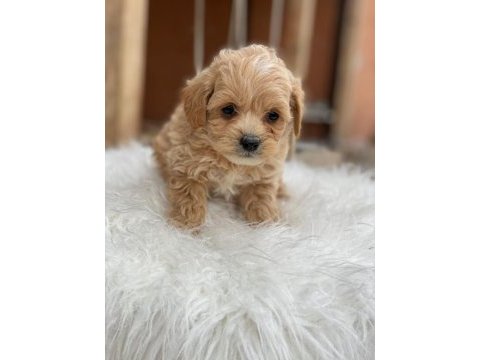 2 aylık sağlıklı maltipoo yavrularımız