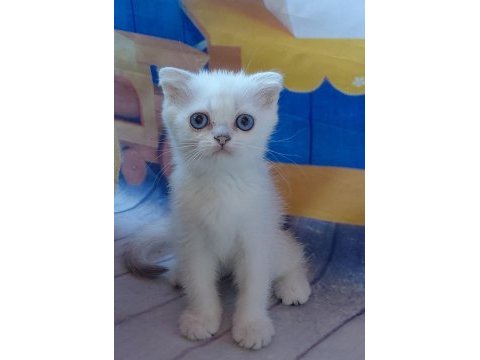 Scottish fold yavrular