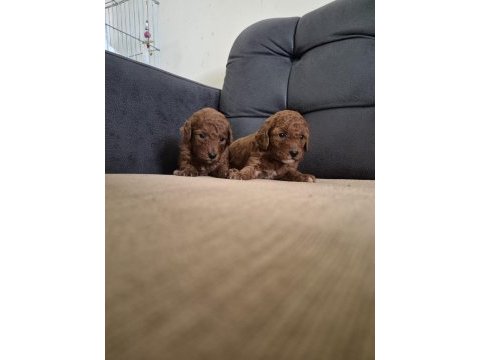 Toy poodle köpeği