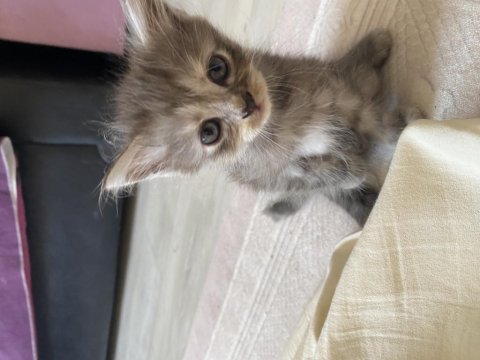 British longhair 1.5 aylık