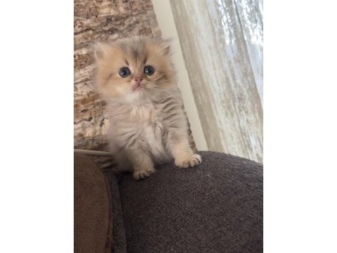 50 günlük british longhair