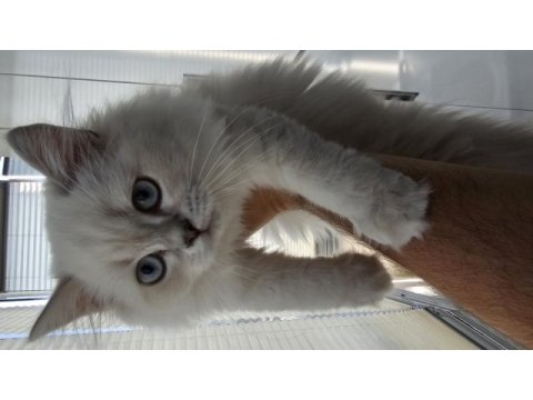 Sevimli british longhair kedicik