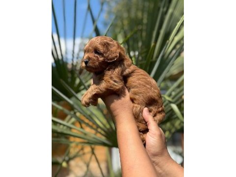 Maltipoo yavrularımız