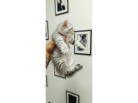1 scottish fold ve 2 british longhair yavru kedilerim