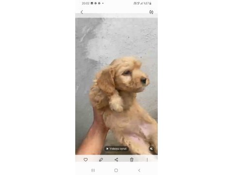 Çok güzel dişi erkek maltipoo yavrular