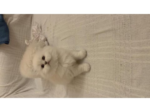 Masmavi gözlü british longhair dişi yavru