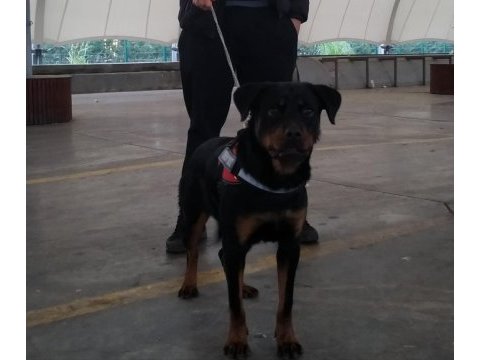 10 aylık dişi şampiyon yavrusu rottweiler safkan