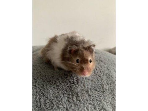 Suriye hamster yavrular ve tüm malzemeleri adrese teslim
