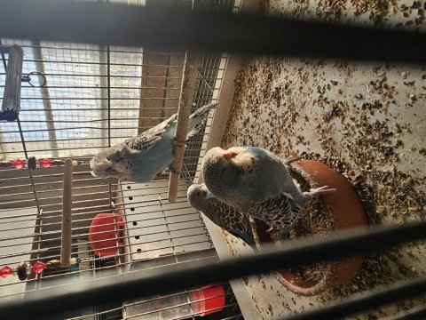 Yeni yeme düştü şov yavru muhabbet kuşlar kendi üretimim