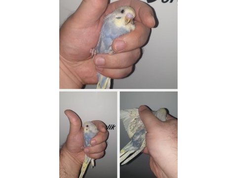 35-38 günlük ev yetiştirmesi harika renklerde kuşlar