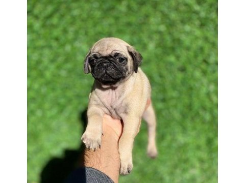7 kardeşten son kalan dişi pug