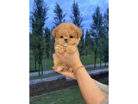 Özenle büyütülen aşılı toy poodle yavrular