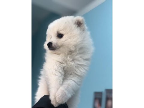 Sahiplendirilecek yavru ayı pomeranian boo
