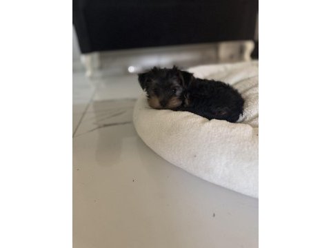 Ufak yorkshire terrier yavrular