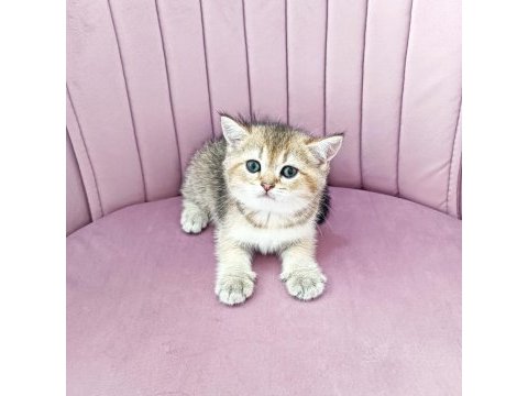 British shorthair yavruları teslime hazir