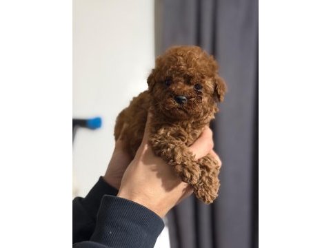 Toy poodle oyuncu sevimli ırk garanti yavrularımız