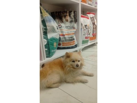 Pomeranian boo köpeğimiz full eğitimli