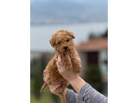 Toy poodle yavrumuz yeni ailesine hazır