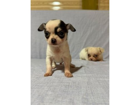 Chihuahua köpeklerimiz