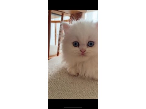 Beyaz british longhair