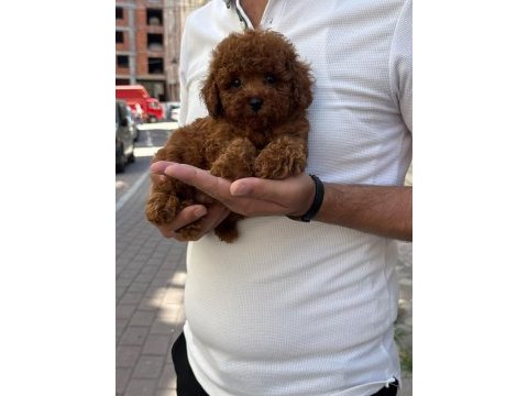 Toy poodle yavru