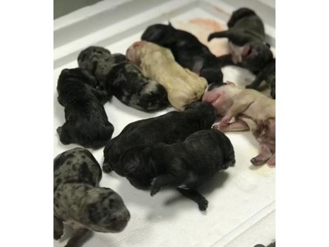 Eşleştirmek için dişi french bulldog arıyoruz