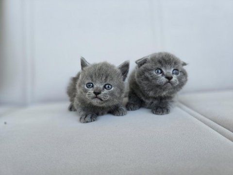 Gri scottish fold dişi yavru