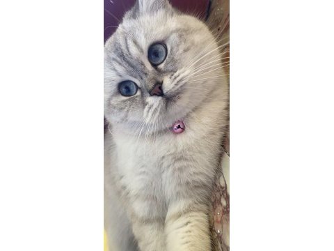 Ücretsiz british shorthair 1.5 yaşında