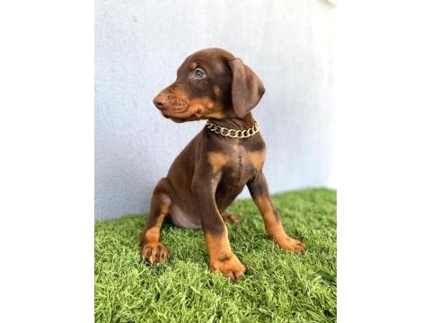 2 aylık asker doberman yavrularım
