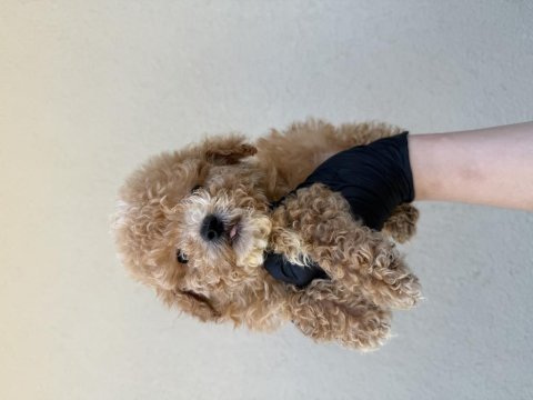 Toy poodle köpeğimiz