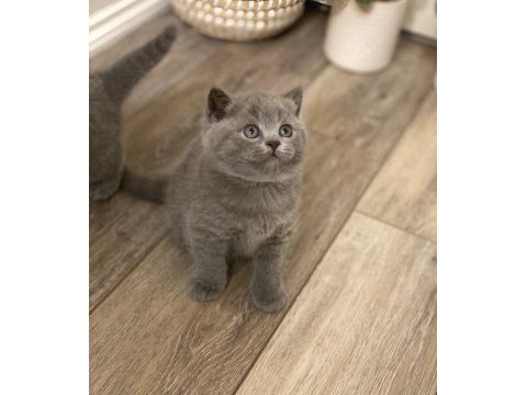 Brıtısh shorthair gri yavrularım
