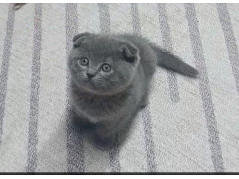 Scottish fold bebekler