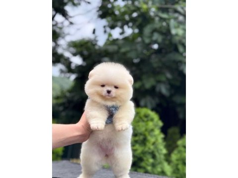 Sağlık ve ırk garantili pomeranian boo köpeği