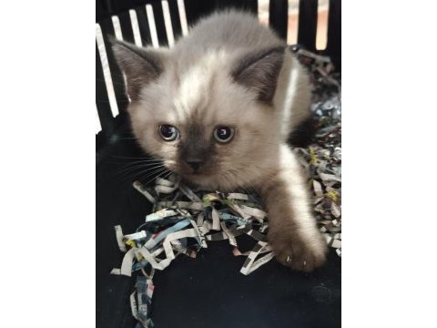 British shorthair blue point yavrularımız