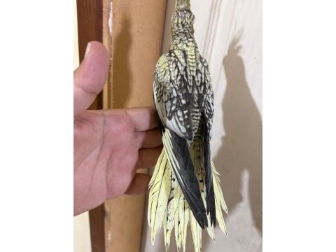 43 günlük akıllı sultan papağanı bebek