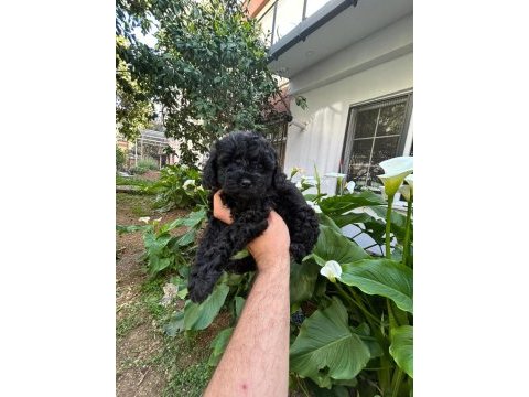 Toy poodle siyah