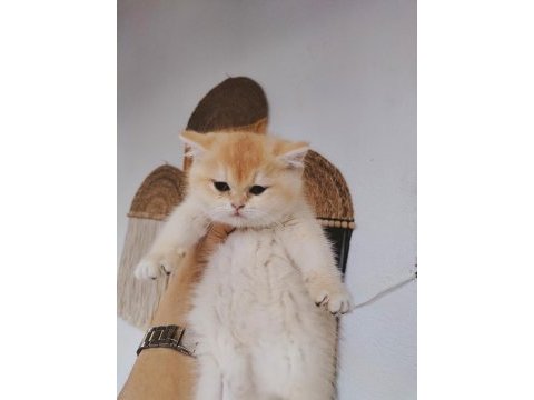 Altın sarısı ny12 british shorthair