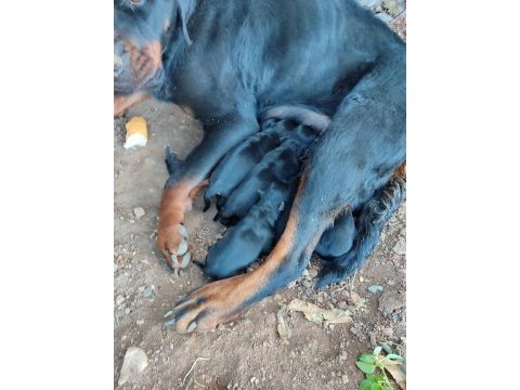 Hatay da rottweiler yavruları