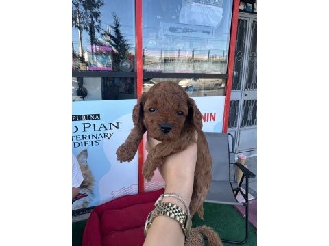 Anne toy poodle baba kore poodle yavrular